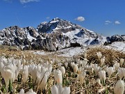 62 Fioritura di Crocua vernus al Monte Campo con bella vista in Arera